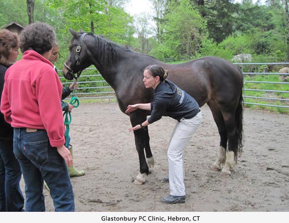 Denise works with the Glastonbury Pony Club at an equine massage clinic