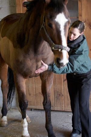 equine acupressure therapist Denise Bean performing acupressure on the chest of a horse