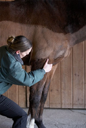 equine acupressure therapist Denise Bean performing acupressure on the leg of a horse