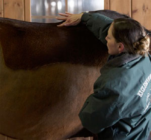 equine therapist Denise Bean massages the back of a horse