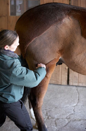 equine therapist Denise-Bean massages the hindquarters of a horse