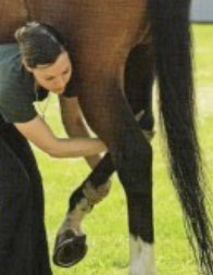 equine therapist Denise Bean demonstrates in a stretching lesson how to stretch the horse's leg