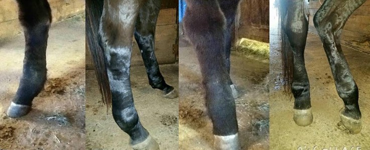 Images show the improvement in this horse after equine wellness treatments and consults